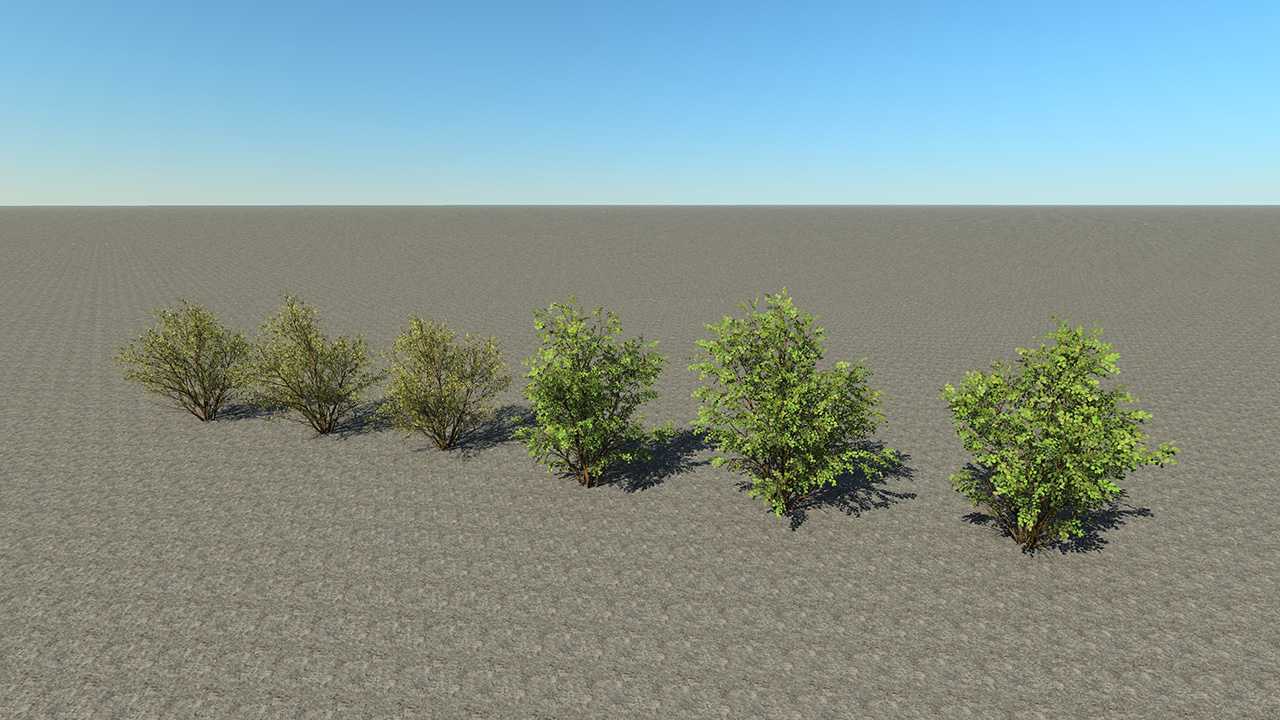 Hazel Bushes_2