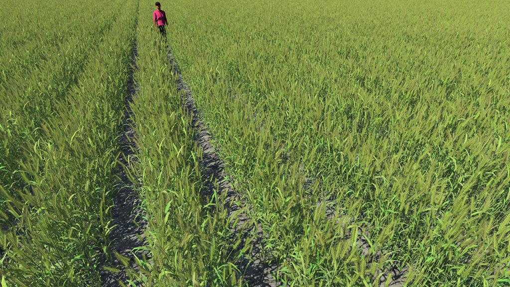 Green Wheat