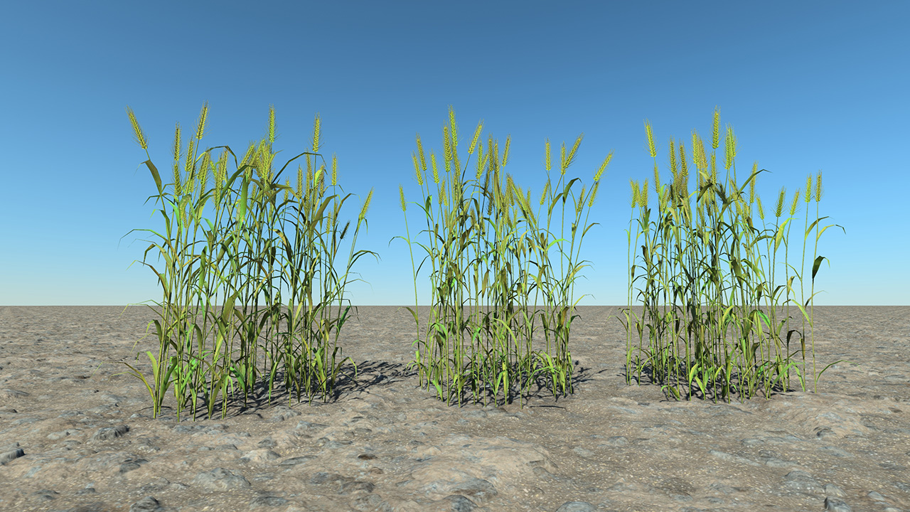 Green Wheat_0