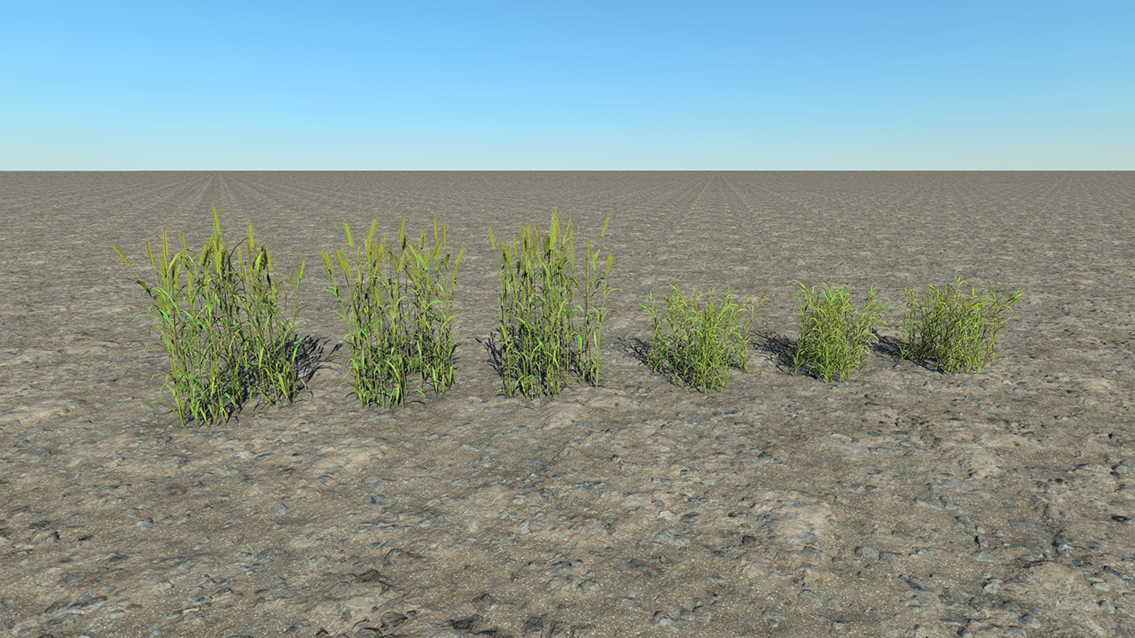 Green Wheat_1