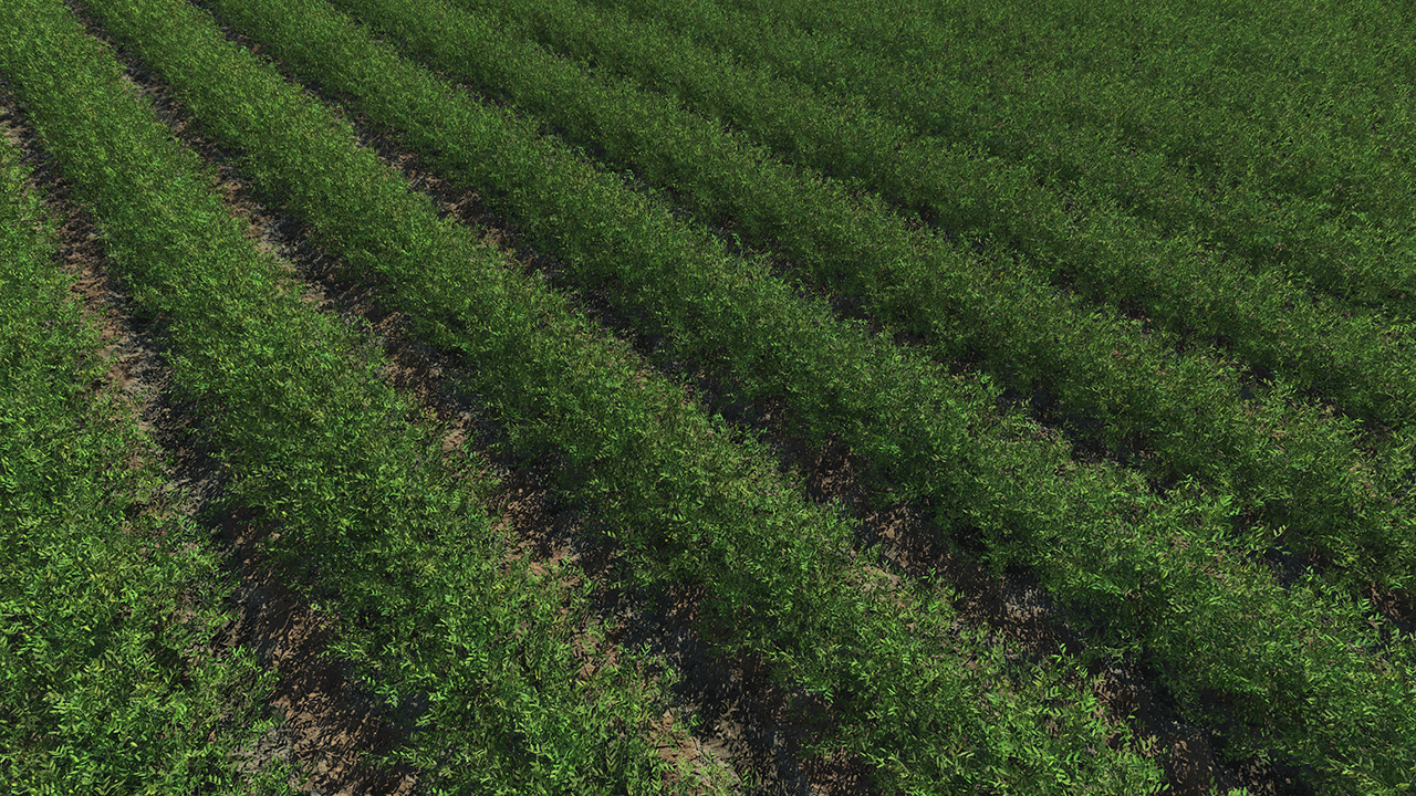 Lentils fields_3