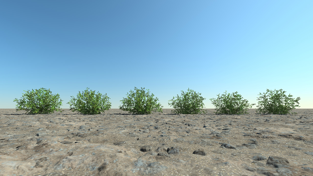 Lentils fields_4