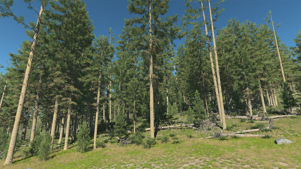 Douglas Fir Trees_2