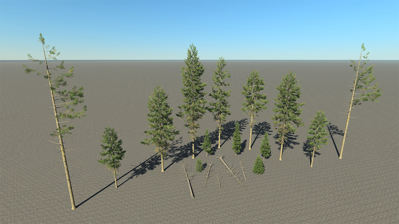 Douglas Fir Trees_7