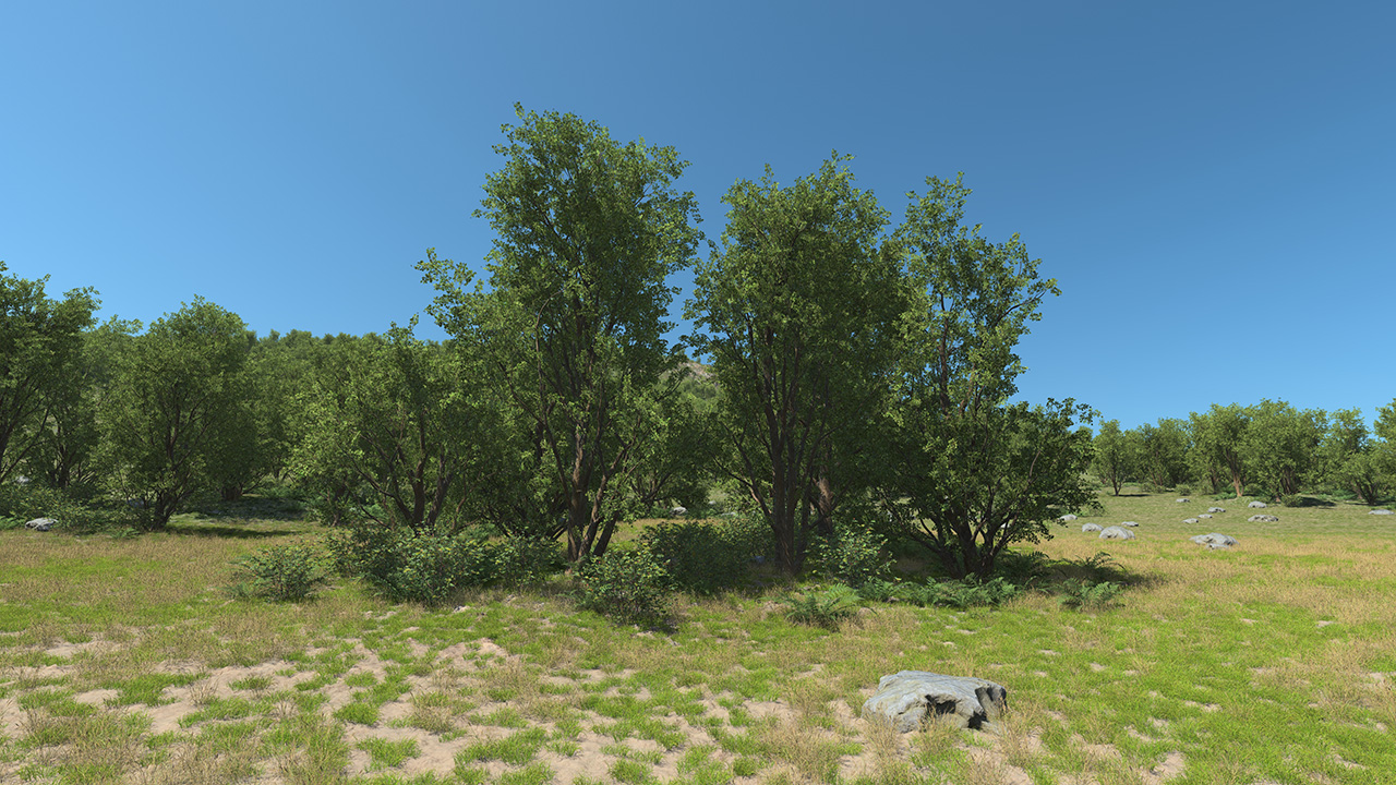 Black Alder Trees_0