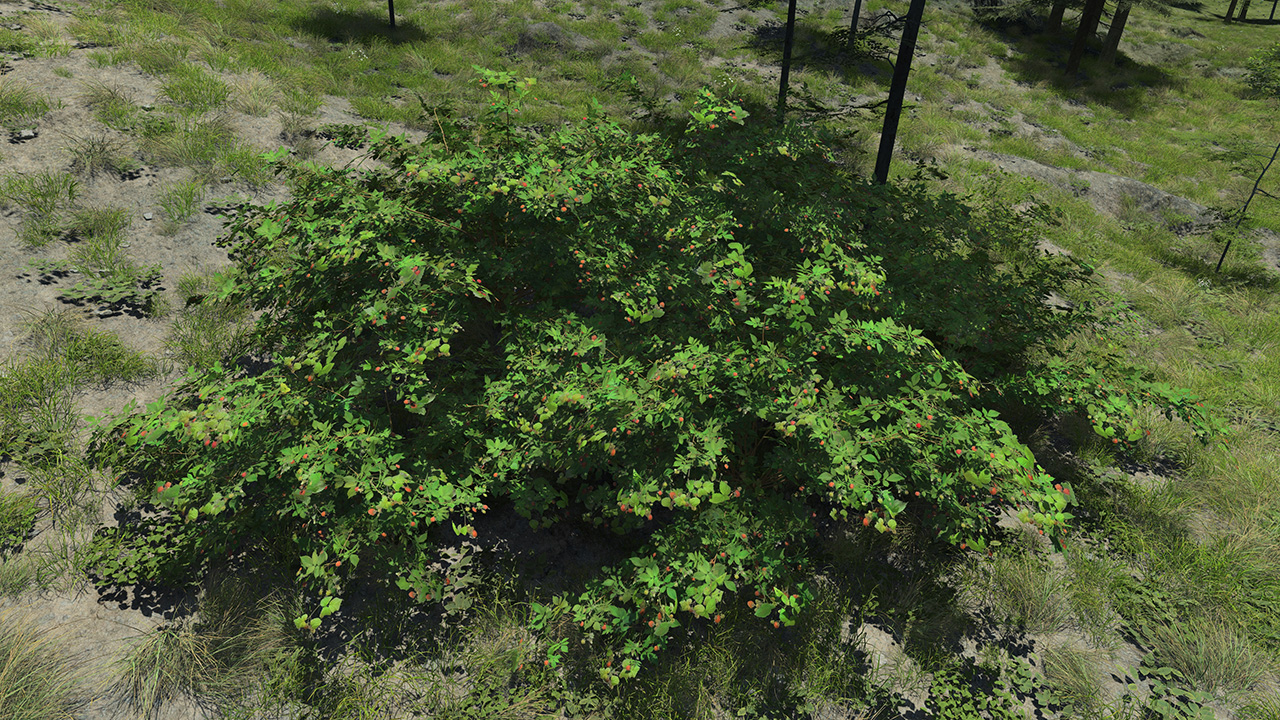 Raspberry_0