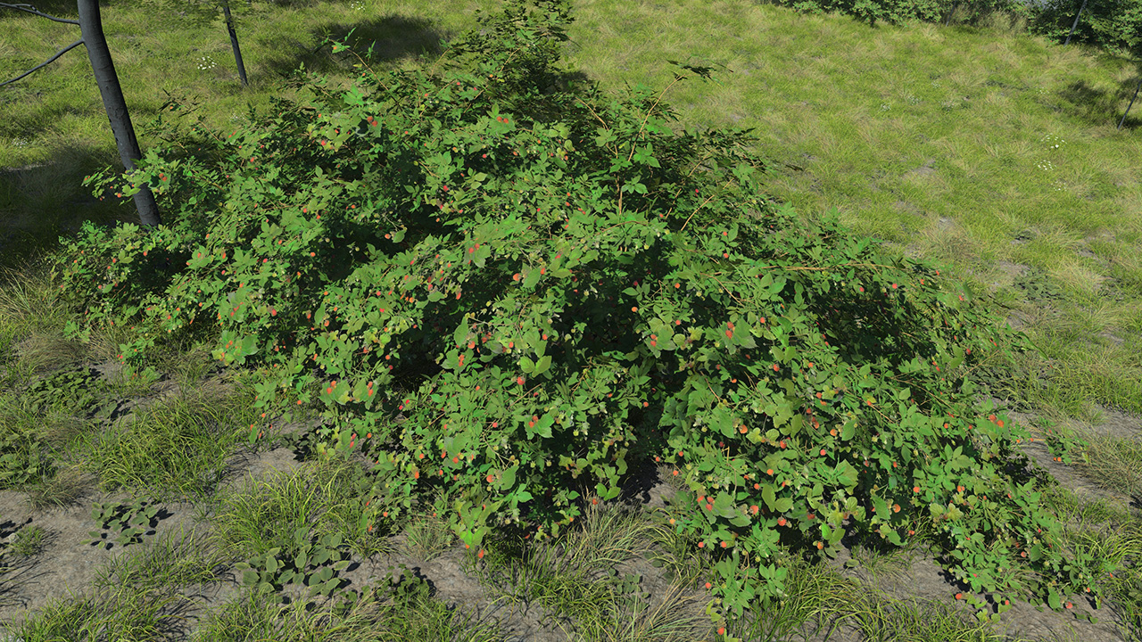 Raspberry_3