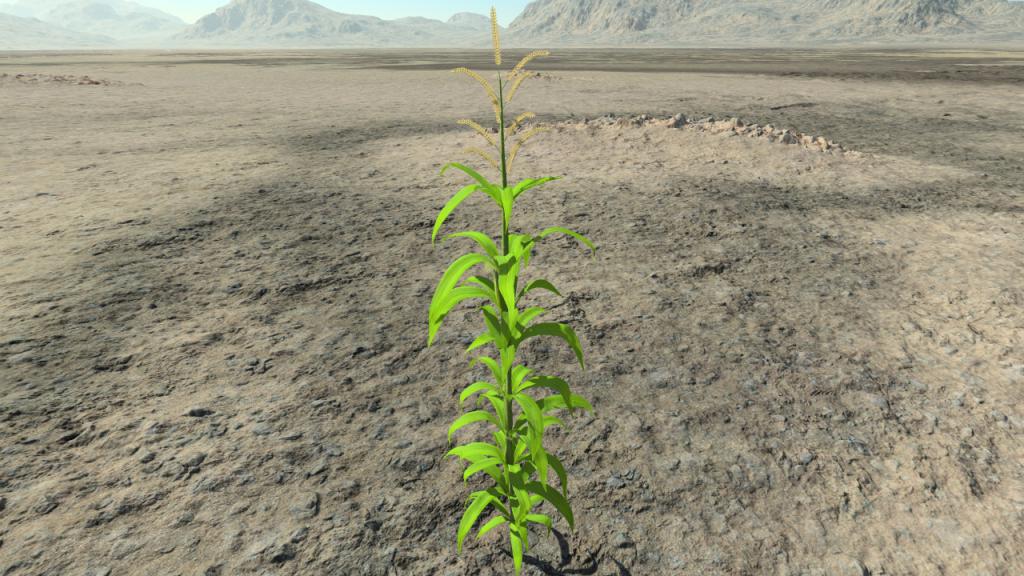 Young maize plants