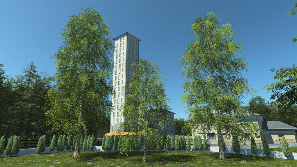 Hanging Birch Trees