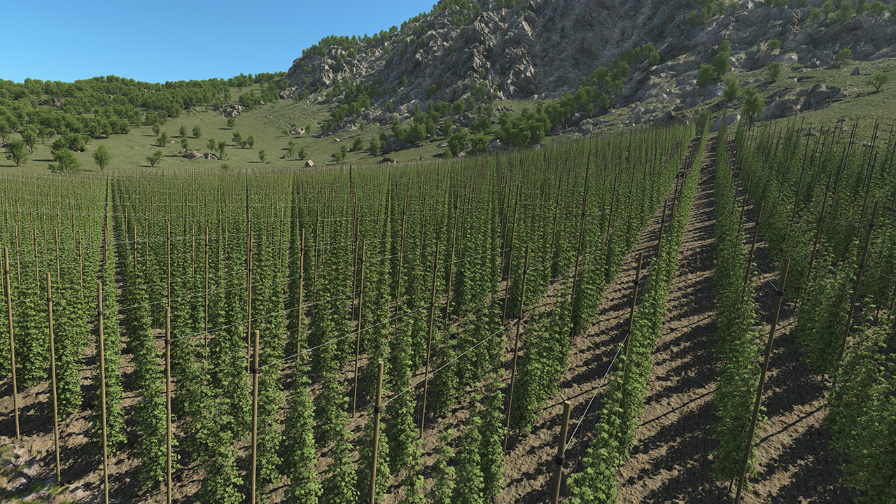 Hops Plants_2