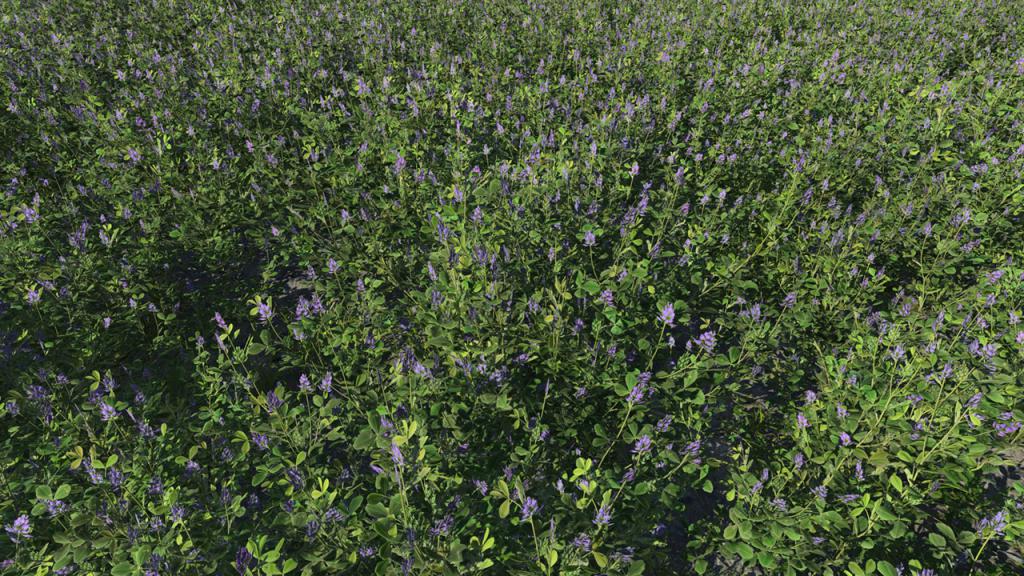 Alfalfa Summer