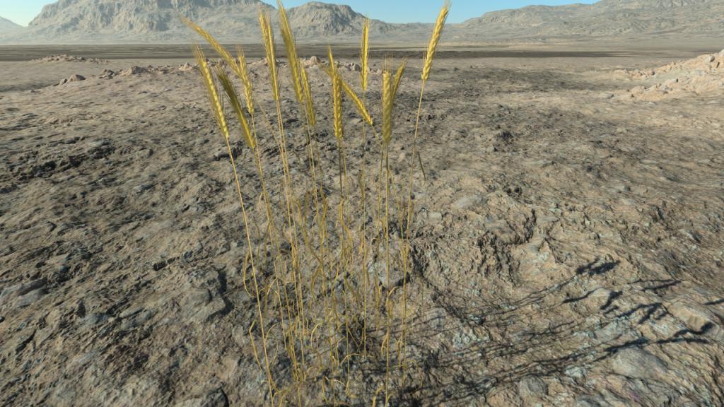 Wheat to harvest