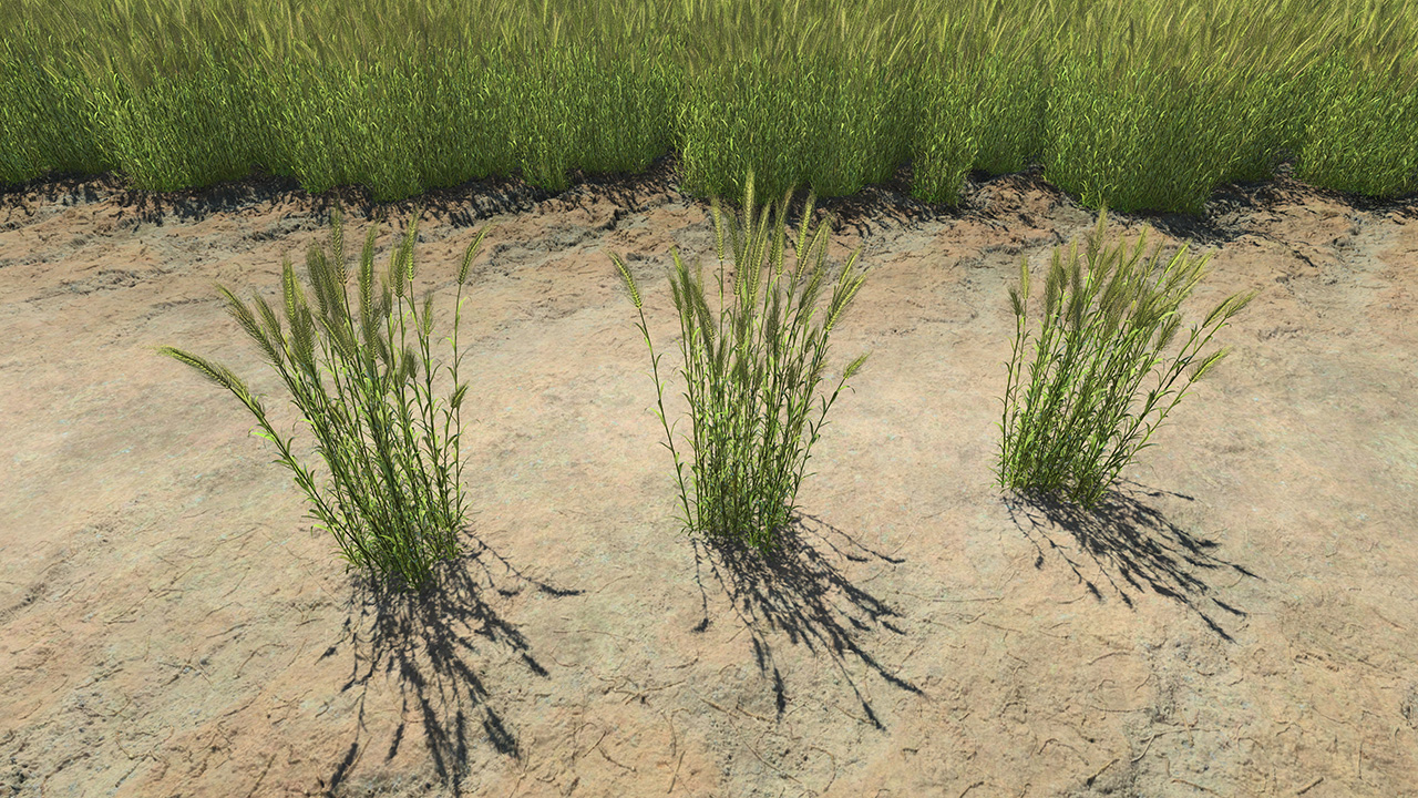 Barley Field Green_1