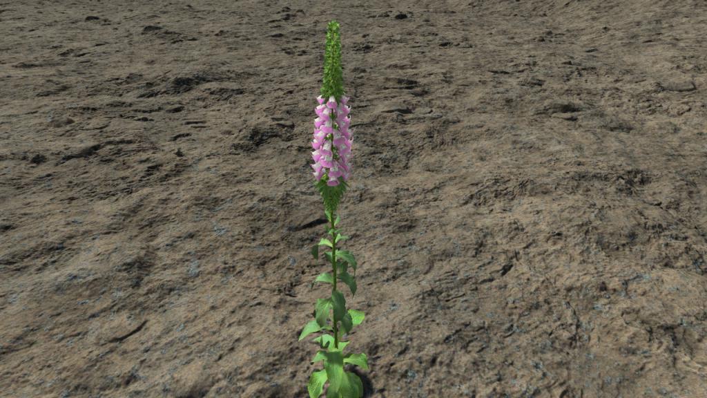 Digitalis purpurea