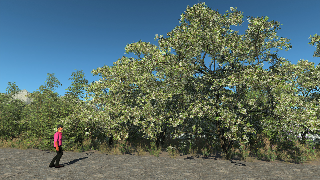 Hawthorn Trees & Shrubs — Spring Bloom_1
