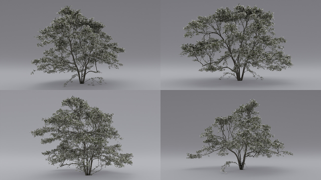 Hawthorn Trees & Shrubs — Spring Bloom_2