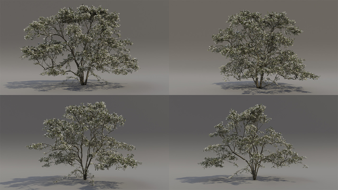 Hawthorn Trees & Shrubs — Spring Bloom_3