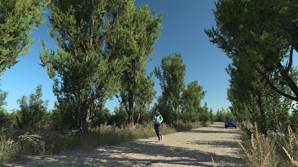 Mediterranean Juniper Trees