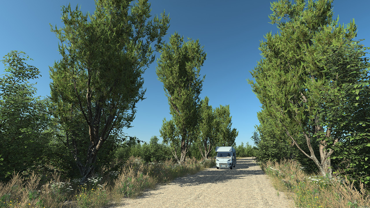 Mediterranean Juniper Trees_0