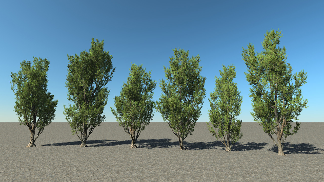 Mediterranean Juniper Trees_2