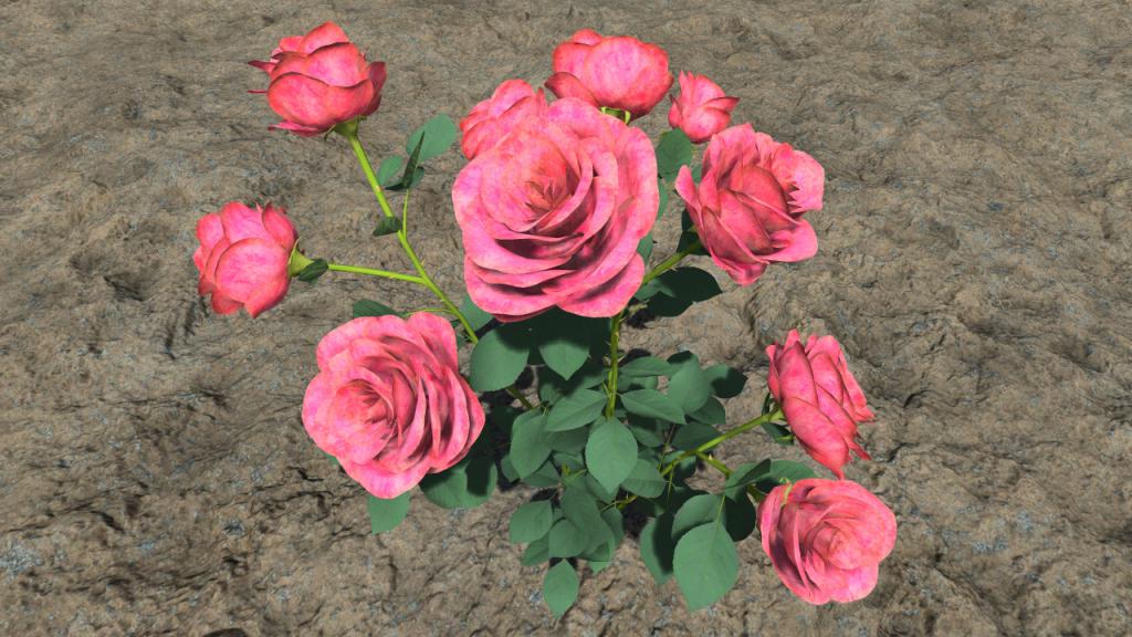 Pink rosebushes