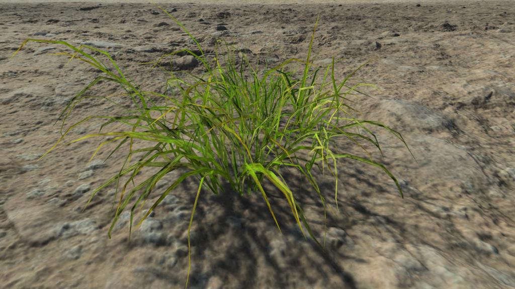 Wild grass patches