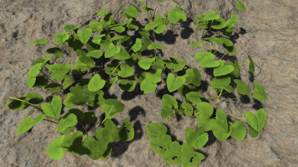 Small forest plants