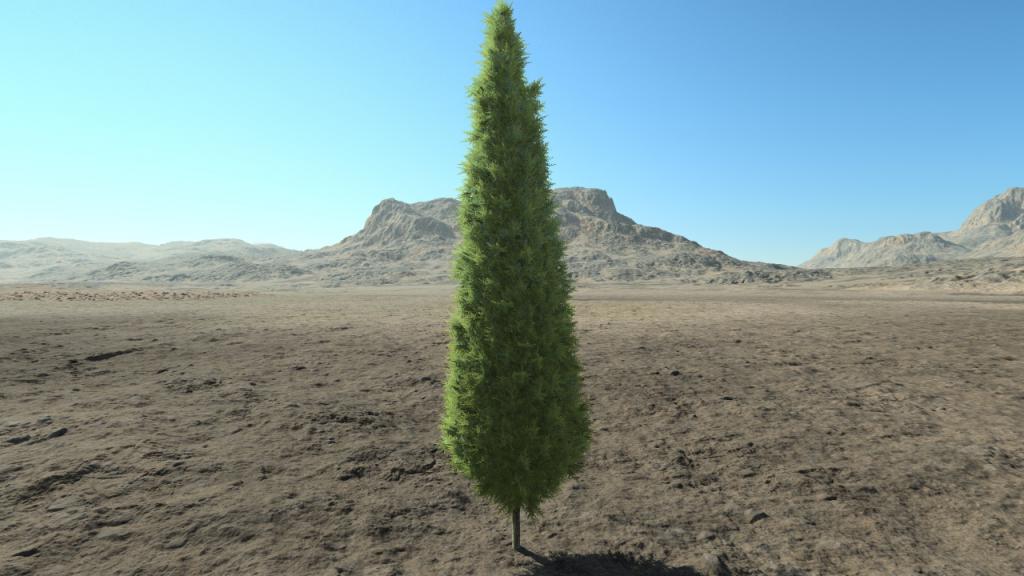 High thuja hedge