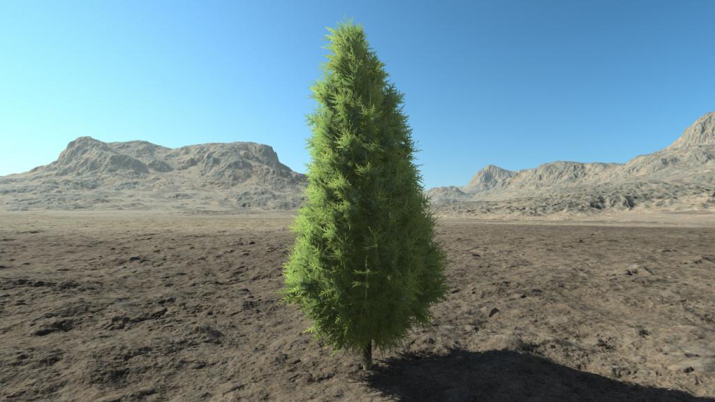 Medium thuja hedge