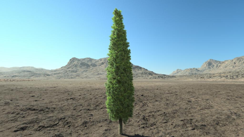 High thuja edge