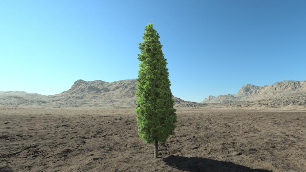 Medium thuja hedge