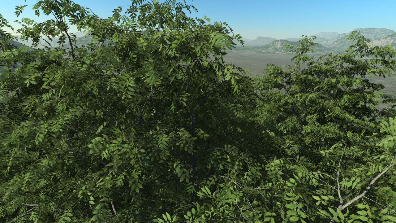 Summer ash trees_0