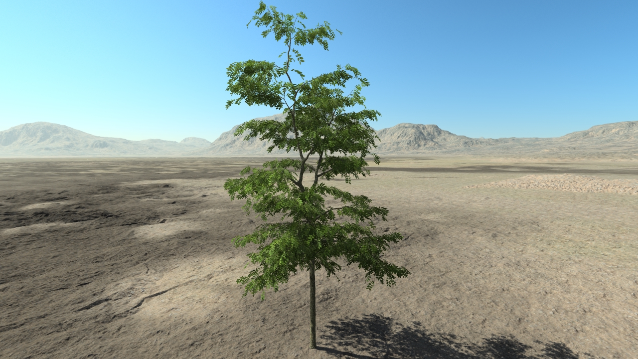 Summer ash trees_2