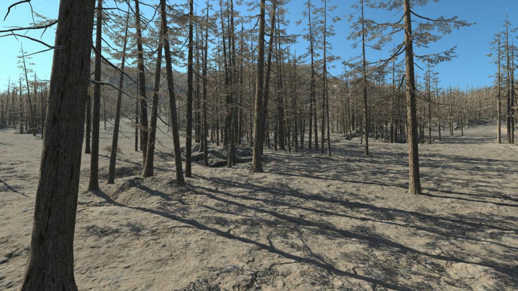Dead fir trees