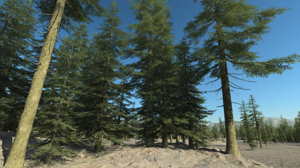 Fir trees